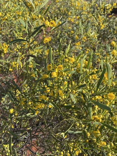Woody Desert Senna