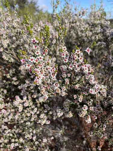 Desert heath myrtle