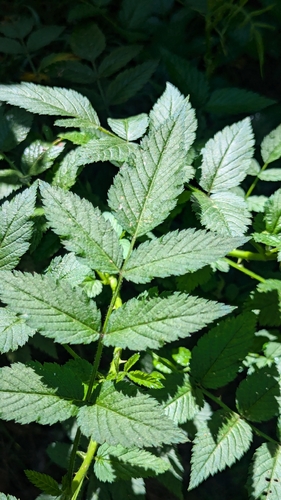 Rubus rosifolius observed 2026-07-03