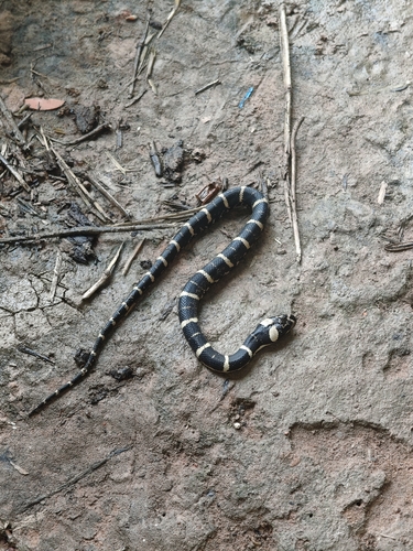 Deuve's Water Snake