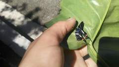 Rhetus arcius