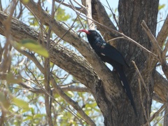 Phoeniculus purpureus marwitzi