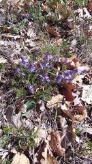 Veronica capsellicarpa