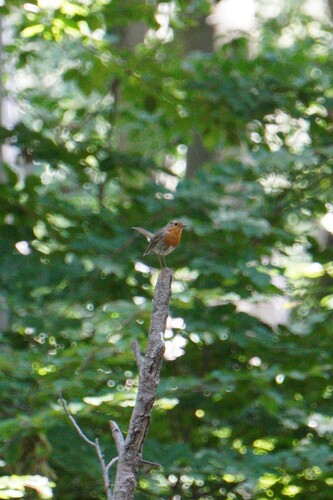 European Robin