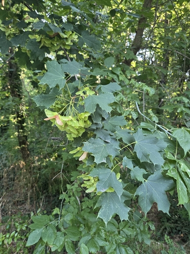 Norway maple