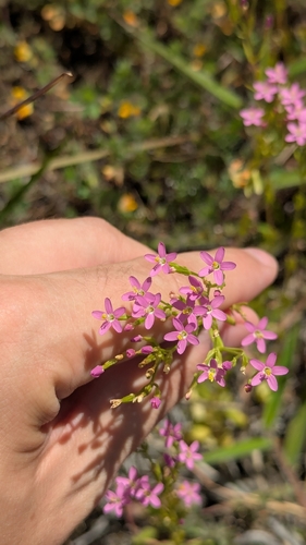 Centaurium erythraea observed 2026-07-03
