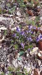 Veronica capsellicarpa