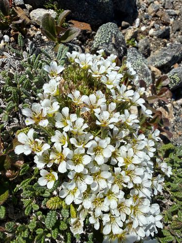 Cherleria arctica, photograph 3