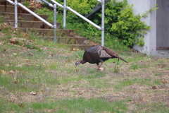 Meleagris gallopavo