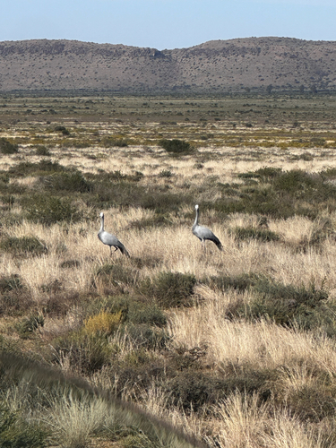 iNaturalist image