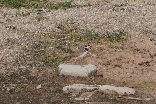 Little Ringed Plover