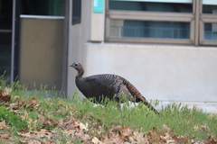 Meleagris gallopavo