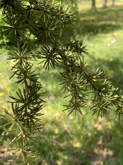 Cedrus brevifolia