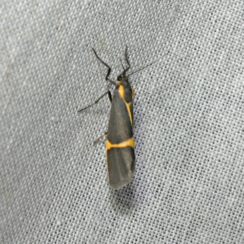 Barnes' Lichen Moth photo 4