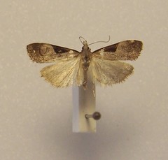 Eudonia pongalis