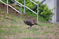 Meleagris gallopavo