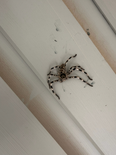 Eastern Banded Huntsman