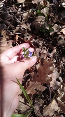 Veronica umbrosa
