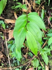 Disporum kawakamii, photograph (c) 四角銅鑼, some rights reserved (CC BY)