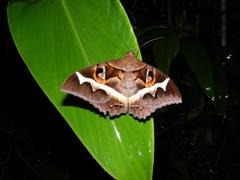 Cyligramma disturbans