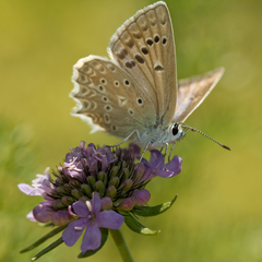 Polyommatus daphnis