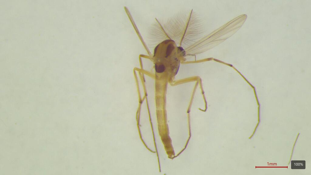 Dicrotendipes nervosus