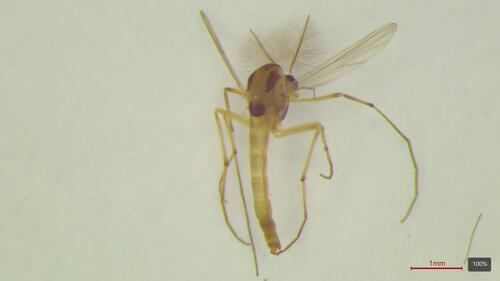 Dicrotendipes nervosus