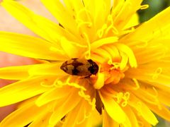 Attagenus bifasciatus