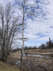 Magnoliopsida
