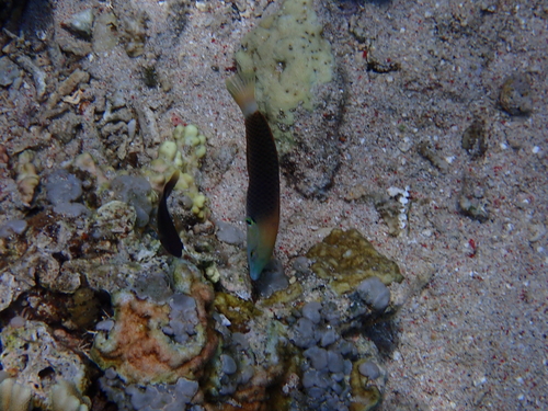 Axilspot wrasse (Halichoeres podostigma) — Labridae — 3