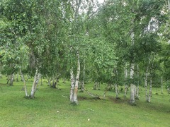 Asian White Birch (Betula platyphylla)