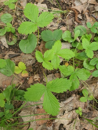 Fragaria orientalis, photograph 6