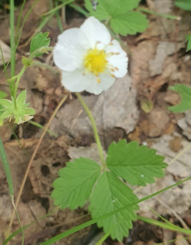 Fragaria orientalis, photograph 4
