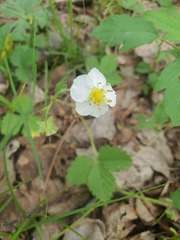 Fragaria orientalis, photograph (c) Urgamal Magsar, some rights reserved (CC BY)