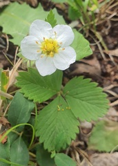 Fragaria orientalis, photograph (c) Urgamal Magsar, some rights reserved (CC BY)