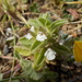 Round-toothed Ironwort - Photo (c) Steve Daniels, some rights reserved (CC BY-NC), uploaded by Steve Daniels
