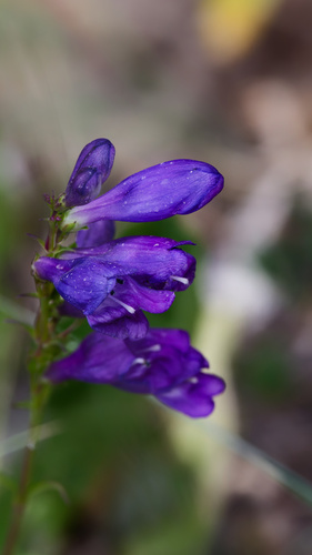 Penstemon strictus