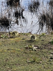 Branta canadensis