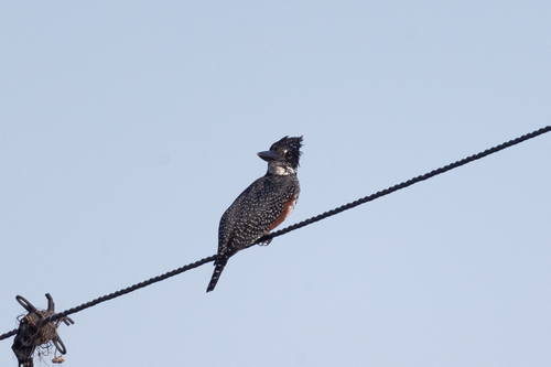 iNaturalist image