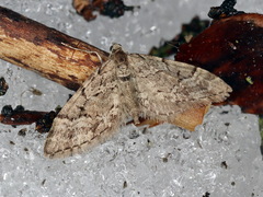 Eupithecia lanceata