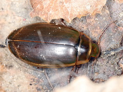 Dytiscus marginalis