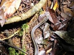 Thamnosophis epistibes
