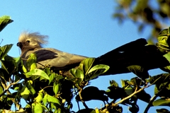 Corythaixoides concolor pallidiceps