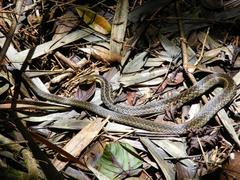 Thamnosophis epistibes