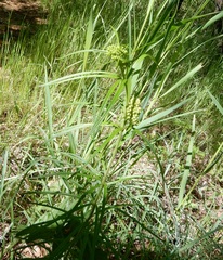 Asclepias verticillata