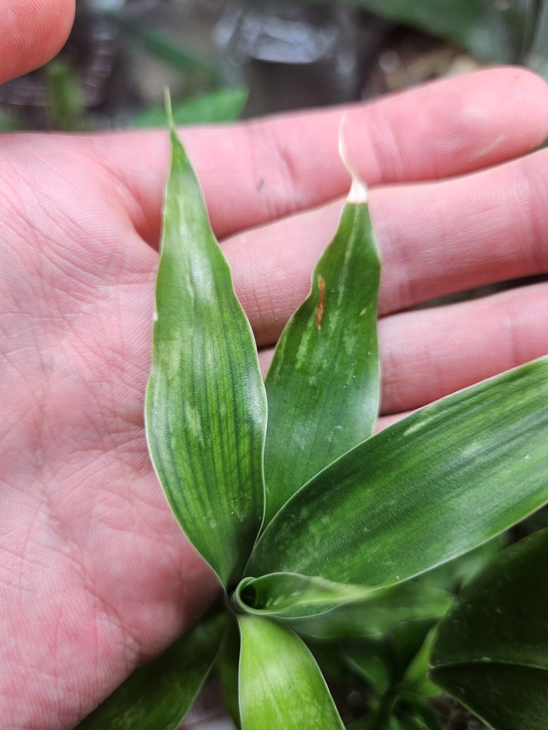 Badnavirus maculadracaenae