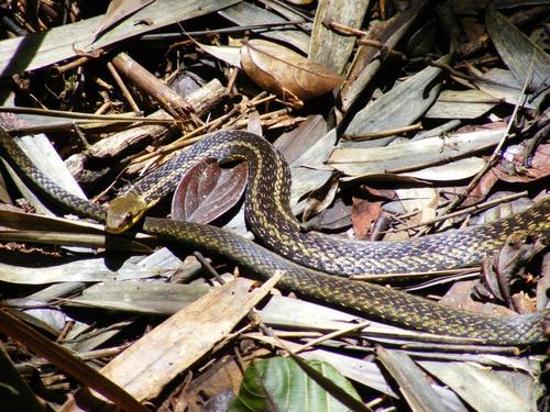 Eastern Madagascar Water Snake