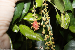 Callirhytis congregata