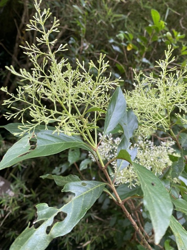 Wendlandia formosana, photograph 1