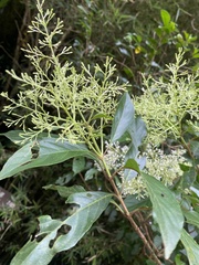 Wendlandia formosana, photograph author not stated, no rights reserved